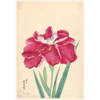 Anonymous - Wings of the Lightning Geischoni.webp