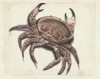Zebra Crab - Anonymous — artwork view