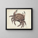 Zebra Crab - Anonymous — framed artwork on a wall
