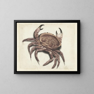 Zebra Crab - Anonymous — framed artwork on a wall
