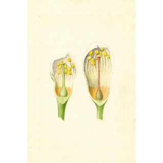 Unknown painting - Anonymous — artwork view