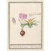 Crocus forsythia painting 2 yellow crocus - Anselmus Botius de Boodt — artwork view