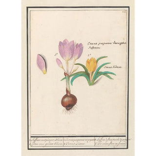 Anselmus Botius de Boodt - 1 Corcus purpereus variegatus 2 Corcus Lutens.webp