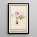 Crocus forsythia painting 2 yellow crocus - Anselmus Botius de Boodt — framed artwork on a wall