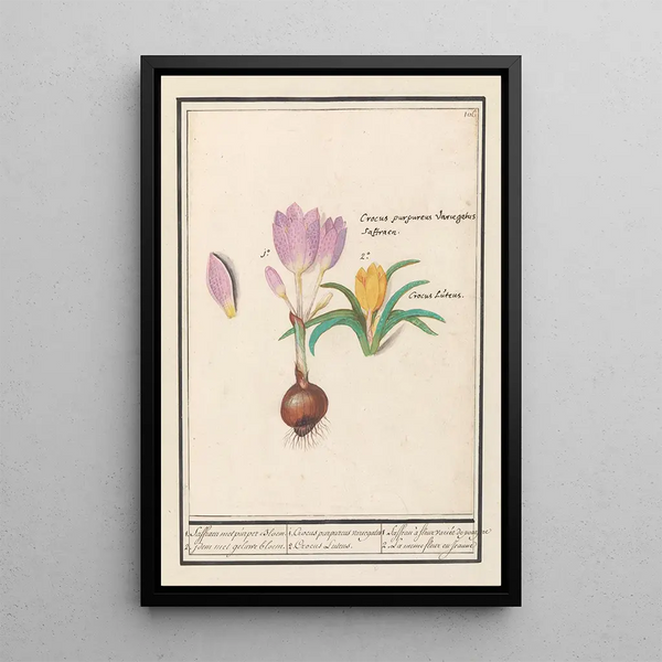 Crocus forsythia painting 2 yellow crocus - Anselmus Botius de Boodt — framed artwork on a wall