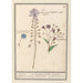 Hyacinthe Dioscoride Major Comosus - Anselmus Botius de Boodt — artwork view
