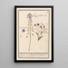 Hyacinthe Dioscoride Major Comosus - Anselmus Botius de Boodt — framed artwork on a wall