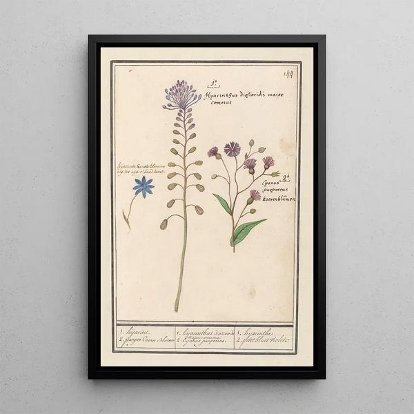 Hyacinthe Dioscoride Major Comosus - Anselmus Botius de Boodt — framed artwork on a wall