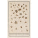 winged insects Leaf with thirty-eight winged insects Flies bees - Anselmus Botius de Boodt — artwork view