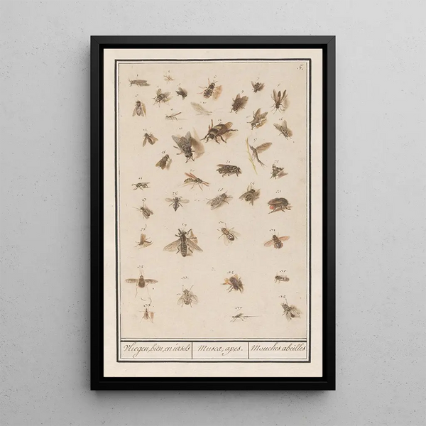 winged insects Leaf with thirty-eight winged insects Flies bees - Anselmus Botius de Boodt — framed artwork on a wall