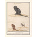 Monkey and two baboons Papio 1 2 cynocephalus of Libin 3 cynocephalus of India 1 haij brasilianorum - Anselmus Botius de Boodt — artwork view