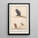 Monkey and two baboons Papio 1 2 cynocephalus of Libin 3 cynocephalus of India 1 haij brasilianorum - Anselmus Botius de Boodt — framed artwork on a wall