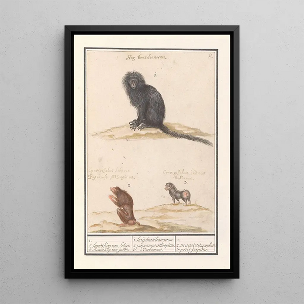 Monkey and two baboons Papio 1 2 cynocephalus of Libin 3 cynocephalus of India 1 haij brasilianorum - Anselmus Botius de Boodt — framed artwork on a wall