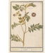 Potato Solanum tuberosum potatoes Arachidna theophrasti Tartouffani - Anselmus Botius de Boodt — artwork view
