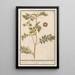 Potato Solanum tuberosum potatoes Arachidna theophrasti Tartouffani - Anselmus Botius de Boodt — framed artwork on a wall