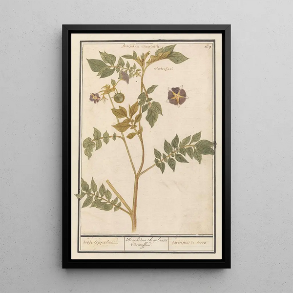 Potato Solanum tuberosum potatoes Arachidna theophrasti Tartouffani - Anselmus Botius de Boodt — framed artwork on a wall