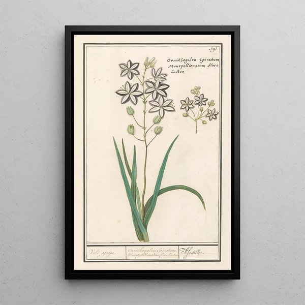 Asphodèle Asphodelus Oignon des champs Ornithogalon Spicatum Monspelliensium - Anselmus Botius de Boodt — framed artwork on a wall