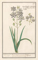 Asphodèle Asphodelus Oignon des champs Ornithogalon Spicatum Monspelliensium - Anselmus Botius de Boodt — artwork view
