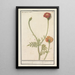 Reproduction of the painting Marigold Tagetes - Anselmus Botius de Boodt