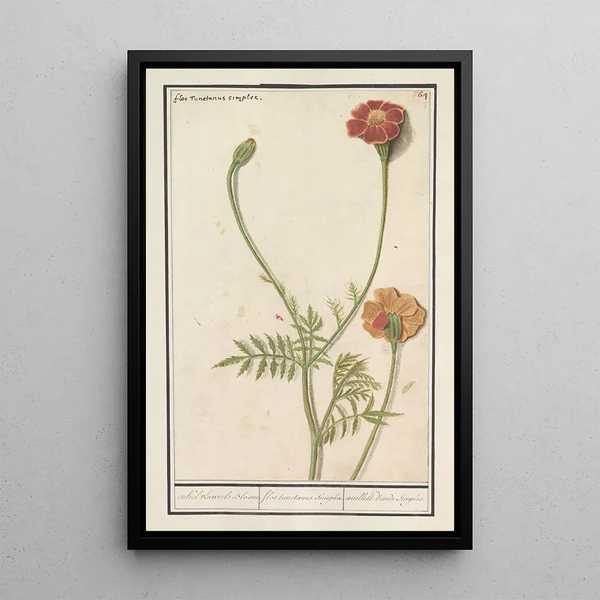 Reproduction of the painting Marigold Tagetes - Anselmus Botius de Boodt