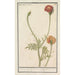 Reproduction of the painting Marigold Tagetes - Anselmus Botius de Boodt