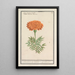 Reproduction of the painting of the Tagetes Double Flower Indian Marigold - Anselmus Botius de Boodt