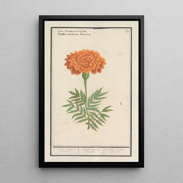 Reproduction of the painting of the Tagetes Double Flower Indian Marigold - Anselmus Botius de Boodt