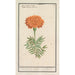 Reproduction of the painting of the Tagetes Double Flower Indian Marigold - Anselmus Botius de Boodt