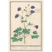 Ancolie Aquilegia Ancolies Aquilegia - Anselmus Botius de Boodt — artwork view
