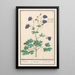 Ancolie Aquilegia Ancolies Aquilegia - Anselmus Botius de Boodt — framed artwork on a wall