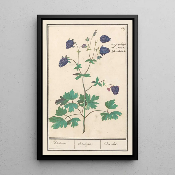 Ancolie Aquilegia Ancolies Aquilegia - Anselmus Botius de Boodt — framed artwork on a wall