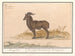 Alpine Ibex Painting - Anselmus Botius de Boodt — artwork view
