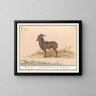 Alpine Ibex Painting - Anselmus Botius de Boodt — framed artwork on a wall