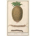Pineapple Ananas comosus Pineapple Pineapple Pineapple - Anselmus Botius de Boodt — artwork view