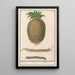 Pineapple Ananas comosus Pineapple Pineapple Pineapple - Anselmus Botius de Boodt — framed artwork on a wall