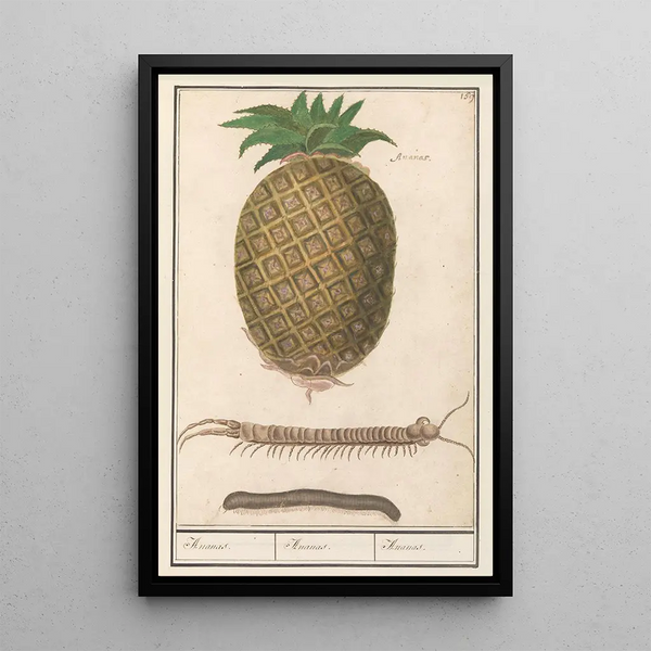 Pineapple Ananas comosus Pineapple Pineapple Pineapple - Anselmus Botius de Boodt — framed artwork on a wall