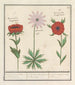 Anemoon Anémone 1 et 2 Roononckels 3 Anémonie - Anselmus Botius de Boodt — artwork view