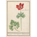 Anemone with tubers for roots - Anselmus Botius de Boodt — artwork view