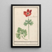 Anemone with tubers for roots - Anselmus Botius de Boodt — framed artwork on a wall