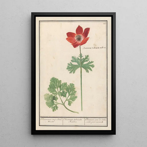 Anemone with tubers for roots - Anselmus Botius de Boodt — framed artwork on a wall