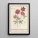 Reproduction of the painting of Different Anemones - Anselmus Botius de Boodt
