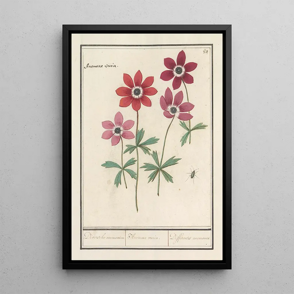 Reproduction of the painting of Different Anemones - Anselmus Botius de Boodt