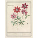 Reproduction of the painting of Different Anemones - Anselmus Botius de Boodt