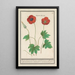 Reproduction of the painting Anémones fleur simple couleur de feu - Anselmus Botius de Boodt