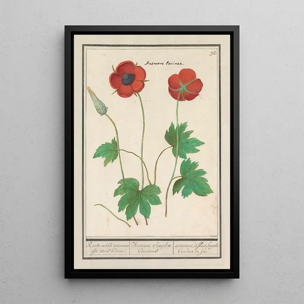 Reproduction of the painting Anémones fleur simple couleur de feu - Anselmus Botius de Boodt