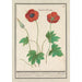 Reproduction of the painting Anémones fleur simple couleur de feu - Anselmus Botius de Boodt