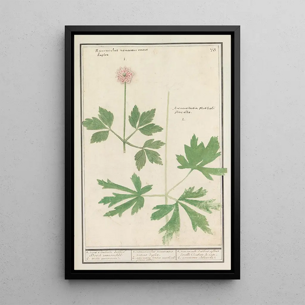 Anémone - Anselmus Botius de Boodt — framed artwork on a wall