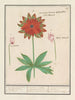 Anemoon Anémone cyclaam Cyclamen et dogstand Erythronium - Anselmus Botius de Boodt — artwork view
