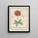 Anemoon Anémone cyclaam Cyclamen et dogstand Erythronium - Anselmus Botius de Boodt — framed artwork on a wall