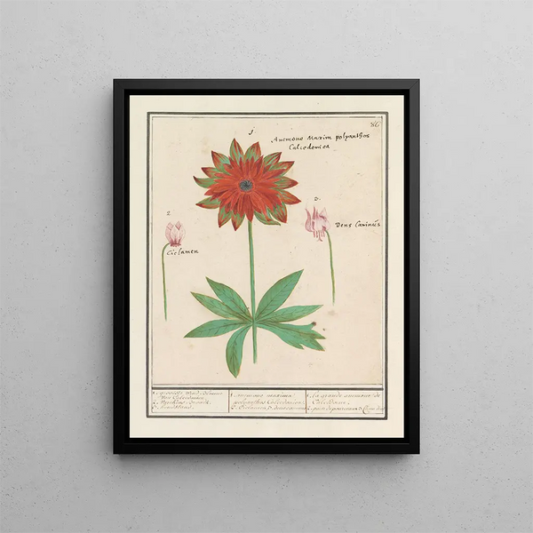 Anemoon Anémone cyclaam Cyclamen et dogstand Erythronium - Anselmus Botius de Boodt — framed artwork on a wall